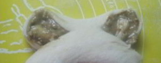 Шаг 9: булочек облитых халвой