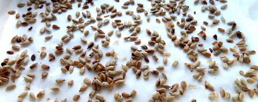 Шаг 7: домашней армянской халвы