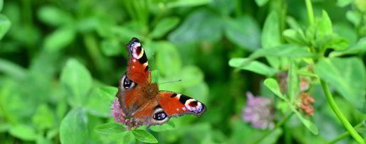 Шаг 9: бисквитного рулета с творожно-ягодным кремом