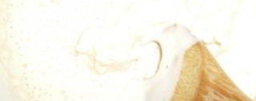 Шаг 2: крестной пасхи