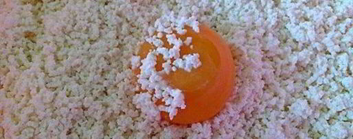 Шаг 4: медовой пасхи с лимонными финиками