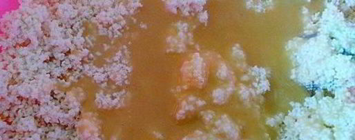 Шаг 5: медовой пасхи с лимонными финиками