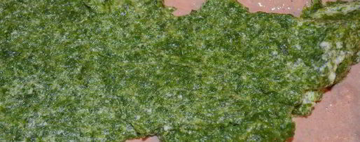 Шаг 15: террина-суфле три вкуса