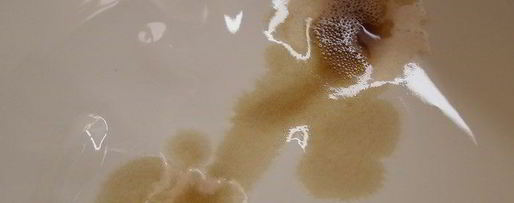 Шаг 6: брусничного зефира с малиновым соусом