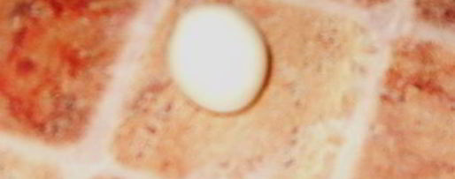 Шаг 8: мастики из маршмеллоу и розы