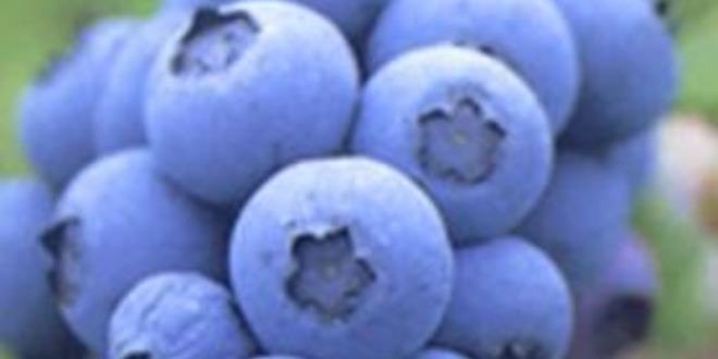 Рецепт пюре из запеченных яблок, груш и голубики