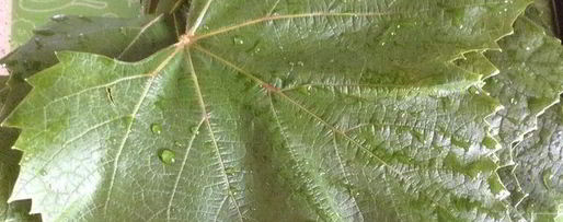 Шаг 6: овощной долмы