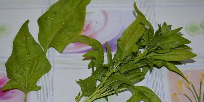 Рецепт зеленых голубцов с листьями мангольда, шпината и вкусом лета