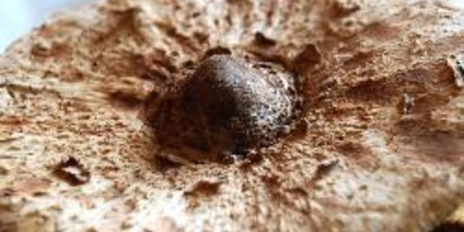 Рецепт гриба-зонтика жареного