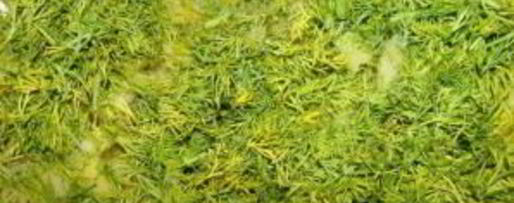 Шаг 2: запеченных подберезовиков