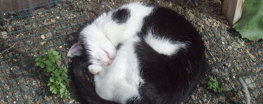 Шаг 9: гуляша с квашеной капустой