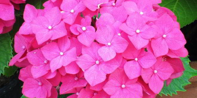 Рецепт каннелоней с козьим сыром и орехами под соусом бешамель