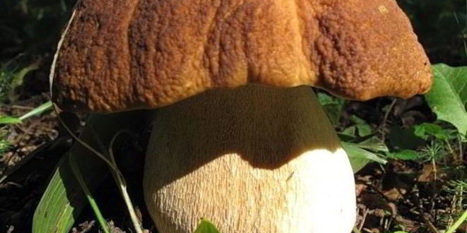 Рецепт пасты с белыми грибами