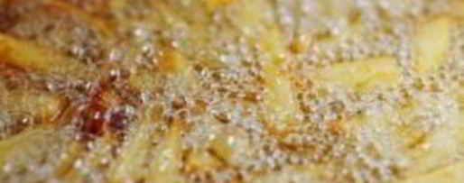 Шаг 4: картофеля-фрей по-французски