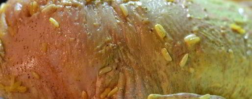 Шаг 15: пекинской уточки карри, фаршированная рисом, сыром и грибами