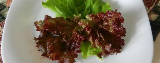 Шаг 10: фрикасе из кролика