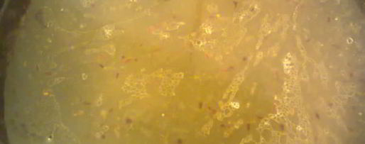 Шаг 6: рагу из свинины с яблоками