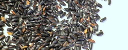 Шаг 4: ризотто с белой рыбой венере