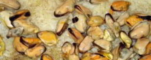 Шаг 3: ризотто с мидиями