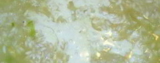 Шаг 3: ризотто с миндалем