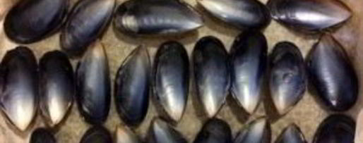 Шаг 5: мидий в раковинах в духовке