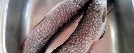 Шаг 1: щуки запеченной в духовке со сметаной и овощами