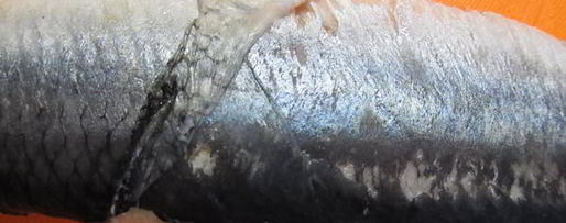 Шаг 1: сельди жареной с имбирно-чесночным соусом