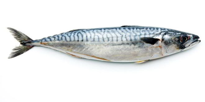 Рецепт вареной скумбрии