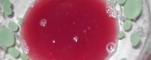 Шаг 1: хазани хороваца — шашлыка в кастрюле