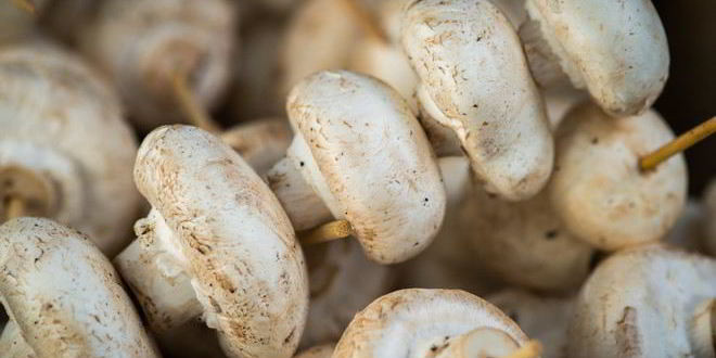 Рецепт шашлыка из шампиньонов