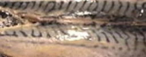 Шаг 3: шницеля со скумбрией