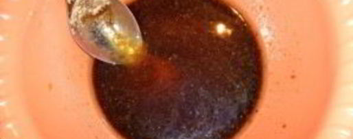 Шаг 3: стейка голубой акулы