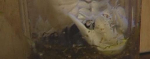 Шаг 4: поленты с оливками