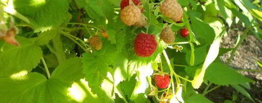 Шаг 1: овсянки с ягодами