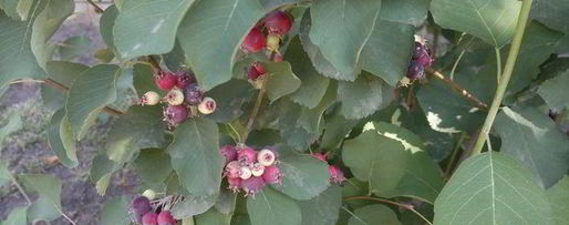 Шаг 2: овсянки с ягодами