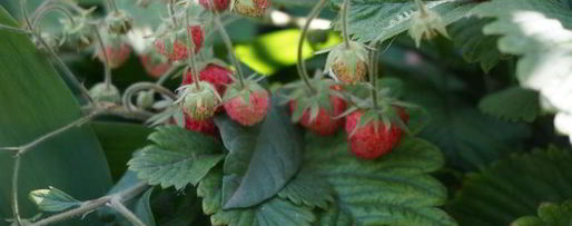 Шаг 3: овсянки с ягодами