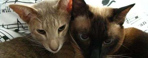 Шаг 121: овсянки