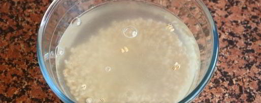 Шаг 4: перловой каши на молоке