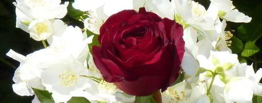 Шаг 1: летнего цветочного чая для подруг