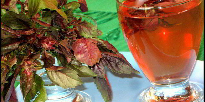 Рецепт очень полезного, вкусного холодного чая из базилика