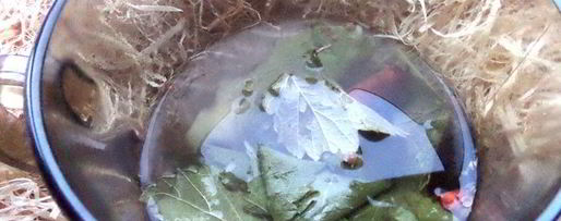 Шаг 10: согревающего чая со специями