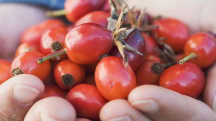 Рецепт Домашнего вина из шиповника