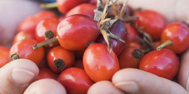 Рецепт домашнего вина из шиповника