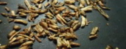 Шаг 1: кофе иза корнея одуванчики