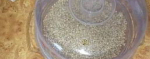 Шаг 1: коктейля из пророщенных зерен гречихи