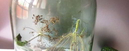 Шаг 3: огурцов квашеных с водкой