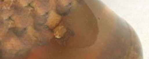 Шаг 5: бородинского кваса без дрожжей