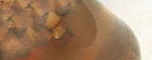 Шаг 6: кваса из бородинского хлеба без дрожжей