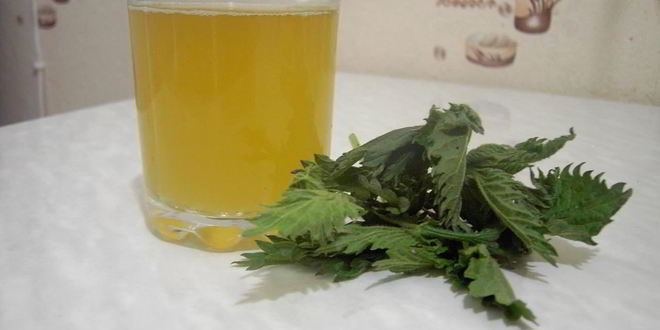 Рецепт кваса из крапивы