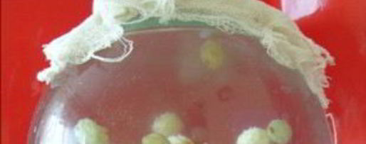 Шаг 2: кваса из риса и изюма